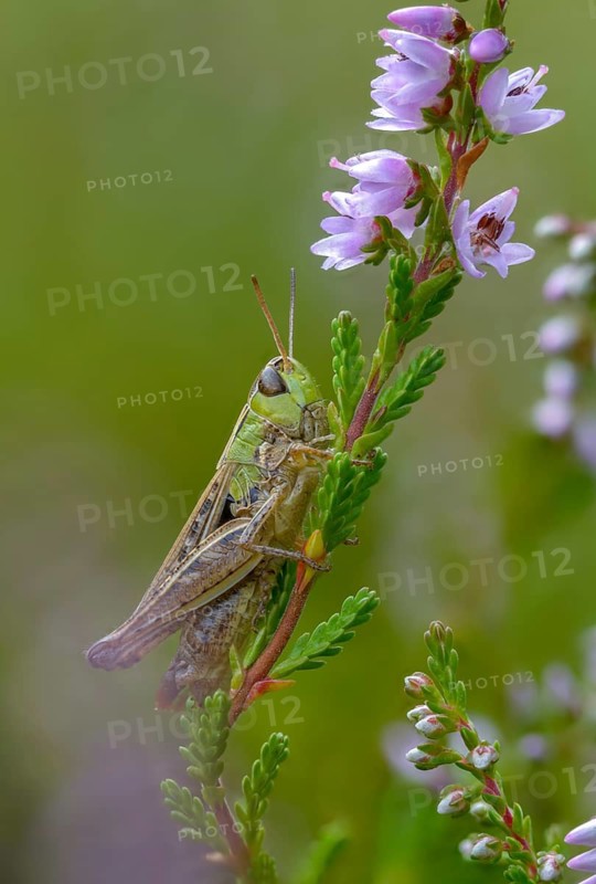 Acrididae, Caelifera, field locusts, gomphocerinae, grasshoppers, heather grasshoppers, small heather grasshoppers, short feeler, stenobothrus stigmaticus, grasshoppers, grasshoppers, high size, portrait format, insects, lesser mottled grasshopper