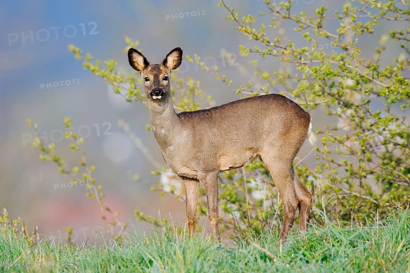 European roe deer (Capreolus capreolus), doe in spring, North Rhine-Westphalia, Germany