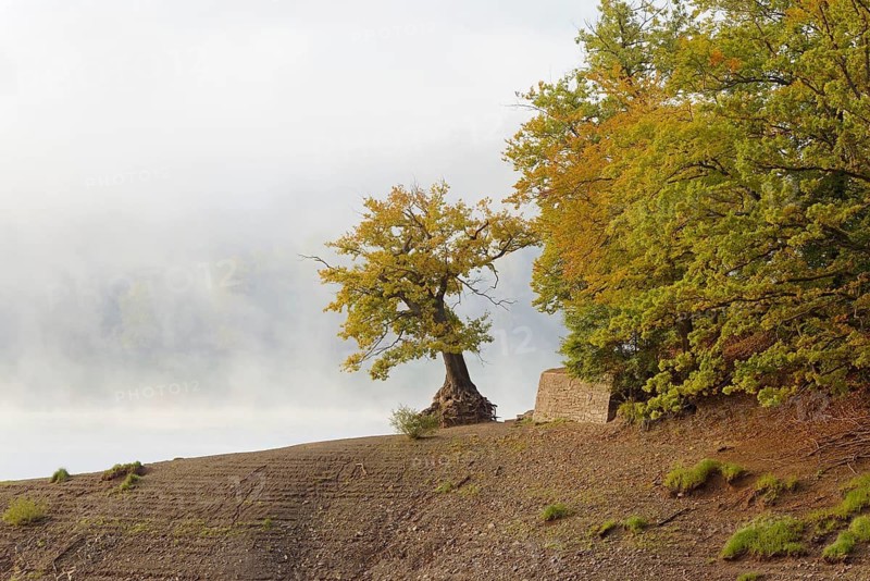 Lake Eder in the mist, an oak tree (Quercus) on the shore, autumn, the Eder Dam, Hesse, Germany