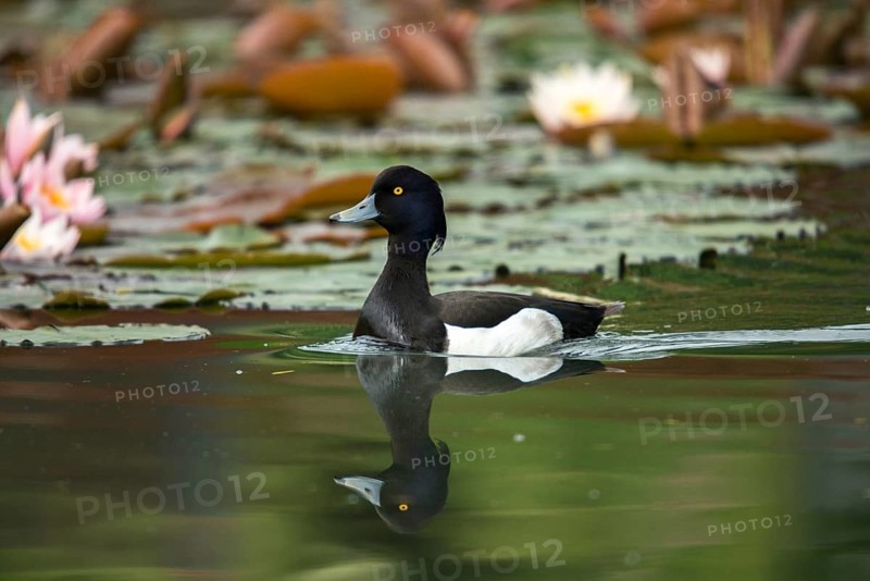 Aythya fuligula, heron duck, tufted duck, anatidae, birds, ducks, ducks, ducks, male, birds, waterbirds, waterbirds
