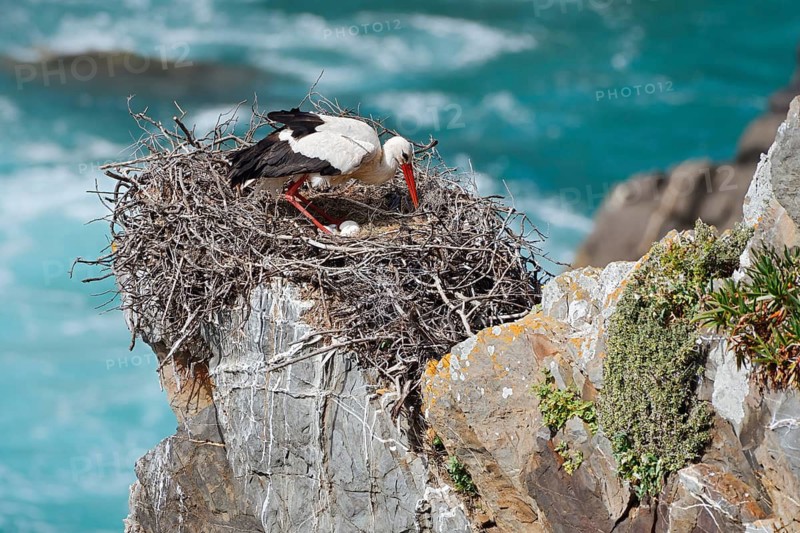 A white stork (Ciconia ciconia) stands on a nest containing eggs on the rocky coast, Parque Natural do Sudoeste Alentejano e Costa Vicentina, Alentejo, Portugal