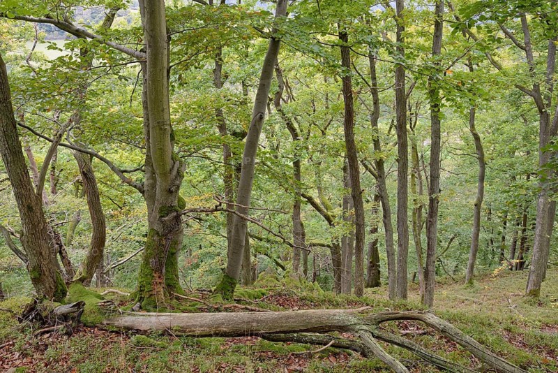 Deciduous forest with dead wood on a steep slope towards Edersee, forest soil with mosses, autumn, Kellerwald-Edersee National Park, Hesse, Germany