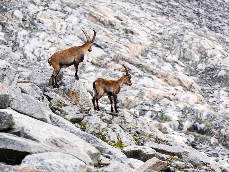 Ibex (Capra ibex), Venediger Group, Hohe Tauern National Park, Salzburg, Austria