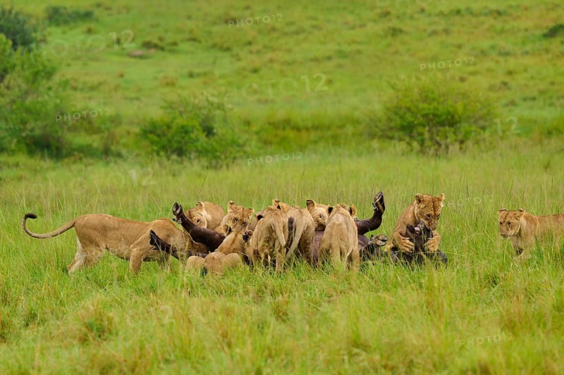 A pride of lions in the savannah, showing social interaction between wild animals in their natural habitat: lion (Panthera leo), Cape buffalo (Syncerus caffer), Masai Mara National Reserve, Narok County, Kenya