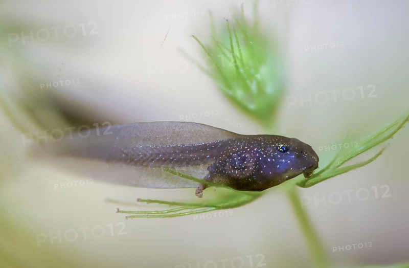 Common frog, common frog, rana temporaria, amphibians, amphibians, one week old, frog, frogs, young animal, juvenile, tadpole, larva, amphibians, amphibians