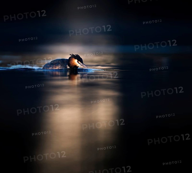 Great Crested Grebe (Podiceps cristatus) in the evening light, Zurich, Switzerland