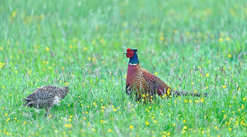 A pheasant cock (Phasianus colchicus torquatus) in a colourful meadow