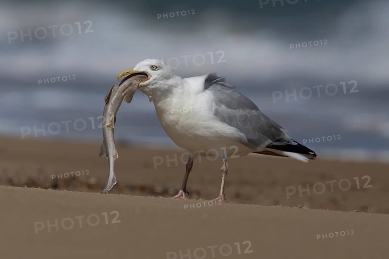 Herring gull (Larus argentatus) adult seagull bird feeding on a dogfish fish on a beach, England, United Kingdom