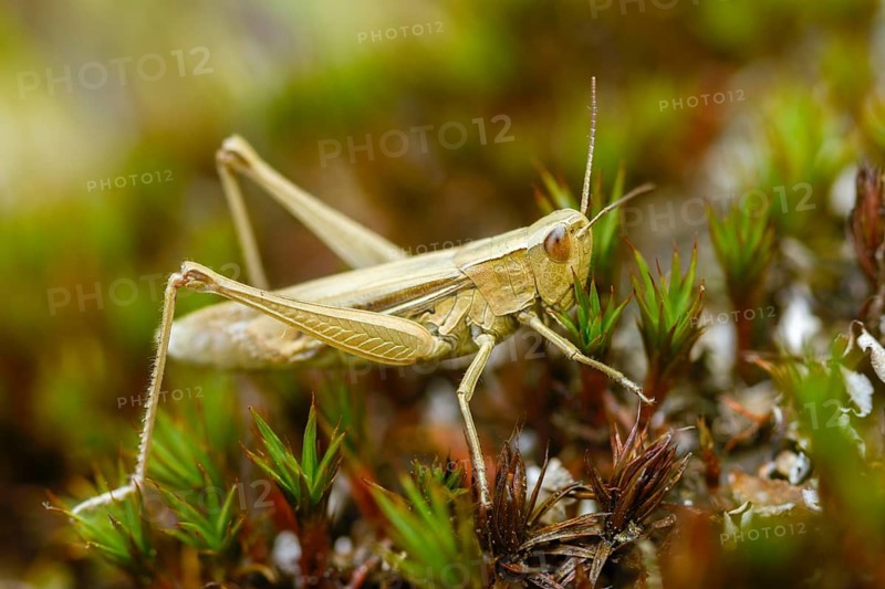 Acrididae, Caelifera, Chorthippus albomarginatus, field locusts, gomphocerinae, grasshoppers, short-feeler, white-edged grasshopper, female, grasshopper, grasshoppers, insects, lesser marsh grasshopper, female