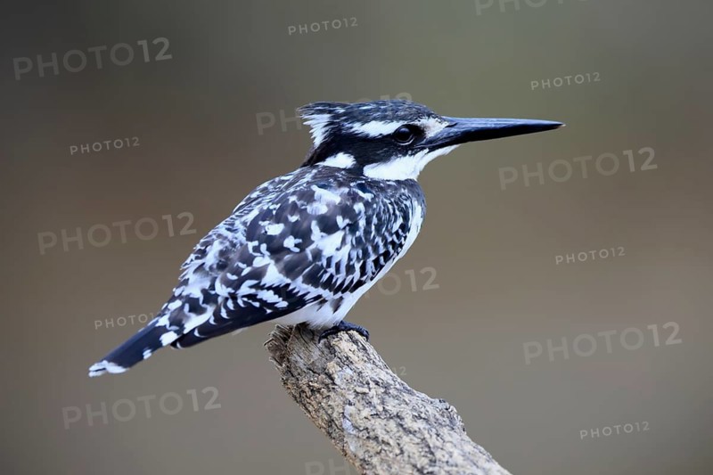 Grey Kingfisher (Ceryle rudis), adult, perched, alert, Kruger National Park, South Africa