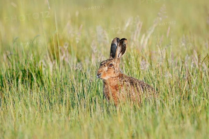 A brown hare (Lepus europaeus) sitting in a wild meadow, North Rhine-Westphalia, Germany