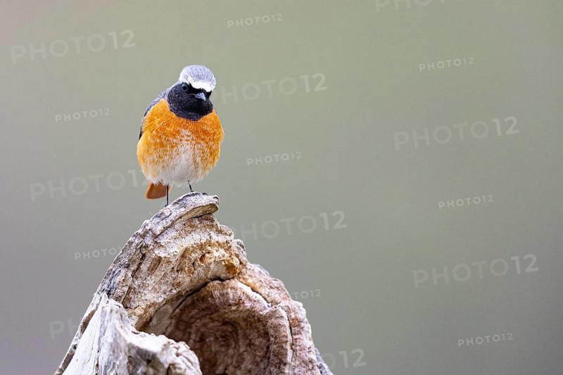 Redstart (Phoenicurus phoenicurus) ml Germany