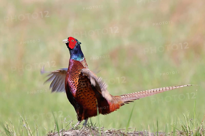 Pheasant, common pheasant (Phasianus colchicus), adult male bird uttering a courtship call in a meadow, marking its territory, wildlife, Lembruch, Ochsen Moor, Dümmer nature park Park, Lower Saxony, Germany