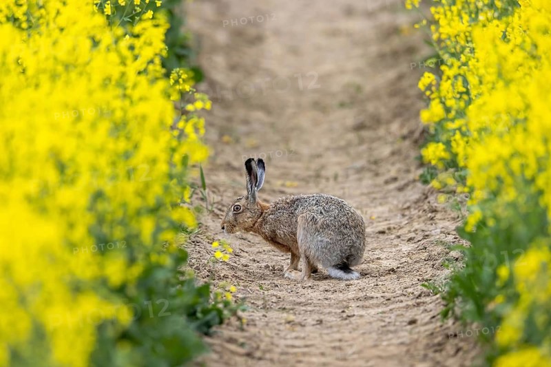 European brown hare (Lepus europaeus) foraging in flowering rapeseed field in spring