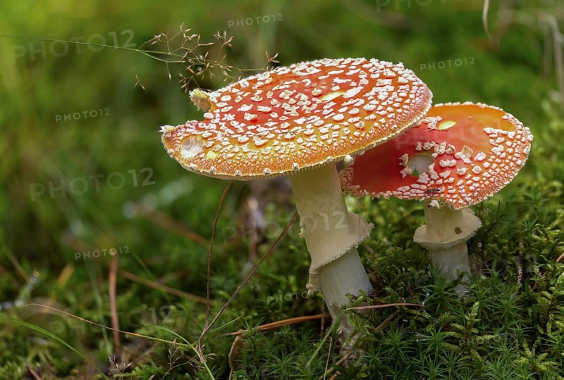 Amanita citrina, amanita muscaria, sweeper, toadstool, chimney sweeper, red toadstool, bead agaric, fly amanita, fungi, fungus, mushrooms