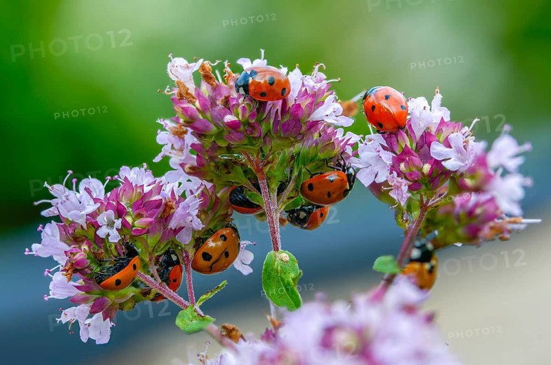 Coccinella septempunctata, seven-spotted ladybird, beetle, coleoptera, insects, beetles, seven-spot ladybird, seven-spotted ladybug