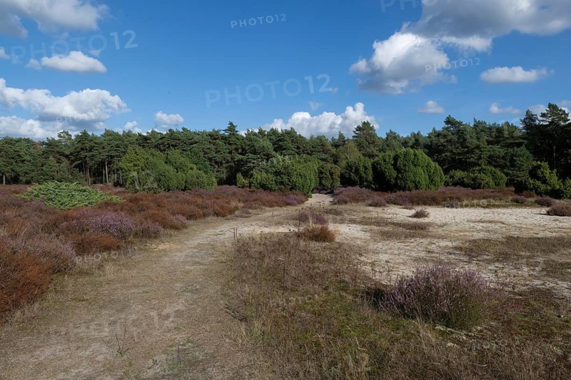 Juniper (Juniperus communis) in heathland, Emsland, Lower Saxony, Germany