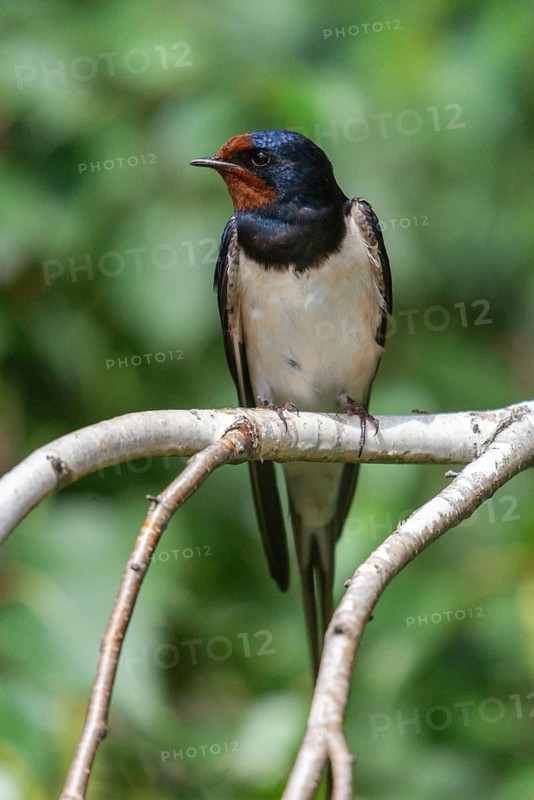 Hirundo rustica, barn swallow, birds, high size, portrait format, passeri, swallows, songbirds, birds