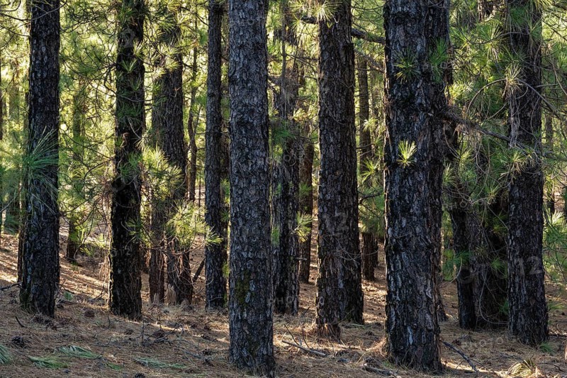 Pine forest, Canary Island pine (Pinus canariensis), morning light. La Palma, Canary Islands, Spain