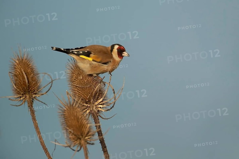 European goldfinch (Carduelis carduelis) adult bird on a Teasel (Dipsacus fullonum) seed head, England, United Kingdom