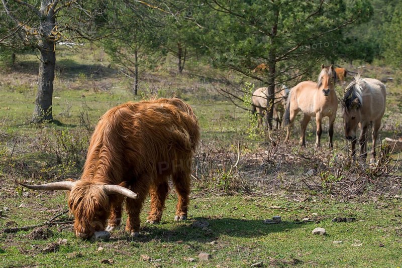 Artiodactyla, bos primigenius f. taurus, even-toed ungulate, highland cattle, kyloe, cloven-hoofed, Scottish highland cattle, domesticated animals, woody bites, pet, highland cattle, landscape management, landscape preservation, mammals, cattle, mammals