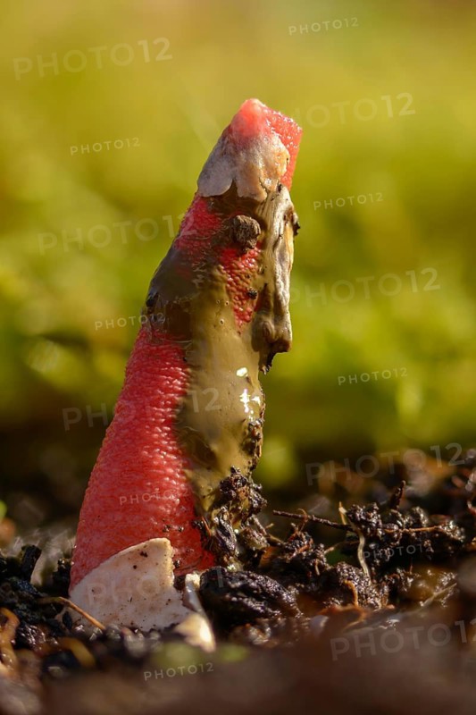 Corynites brevis, Corynites ravenelii, raspberry-red dog rod, mutinus brevis, mutinus ravenelii, red stinkhorn, fungi, fungus, high size, vertical format, mushrooms