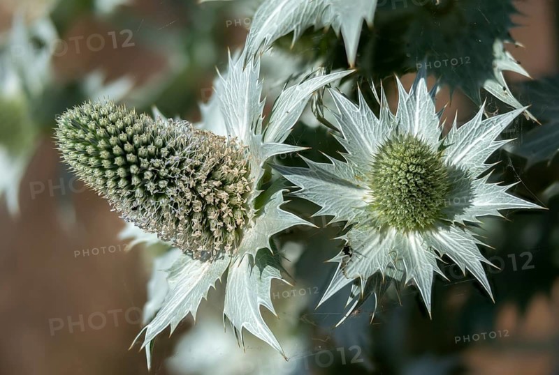 Apiaceae, umbels, ivory man litter, ivory thistle, eryngium giganteum, Miss Willmott's Ghost, neophyte, giant man litter, flora, giant sea holly, plants, plants