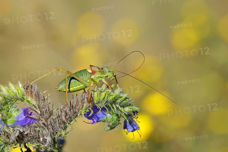 Steppe saddle grasshopper (Ephippiger ephippiger), Male, in a vineyard, on Viper's bugloss (Echium vulgare), with bokeh in the background, leaf-grasshoppers, long-horned grasshoppers, Germany's Red List, specially protected species, critically endangered, Cochem, Moselle, Rhineland-Palatinate, Germany
