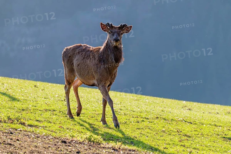 A red deer stag (Cervus elaphus) with velvet antlers runs backlit on a sunny morning across a green meadow in hilly terrain. A forest can be seen in the background. Bavaria, Germany