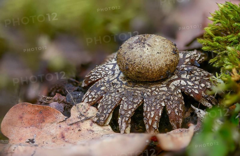 Astraeus Hygrometricus, Astraeus Koreanus, Earthstar Barometer, False Earthstar, Geastrum Commune, Hygroscopic Earthstar, Weather Star, Fungi, Fungi