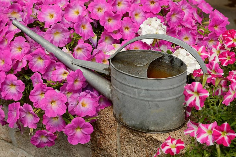 Watering can and flowers, pink petunias, blooming