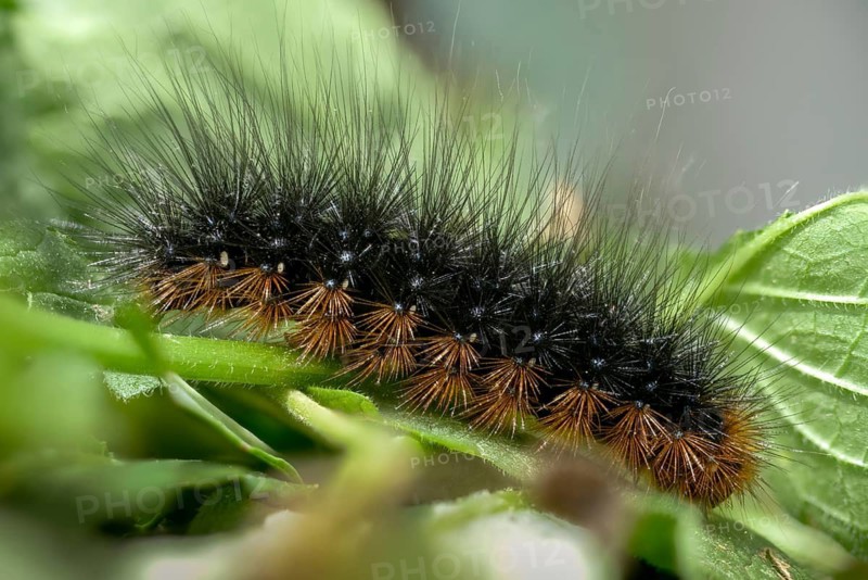 Arctia caja, arctiida, brown bear, bear moth, garden tiger, great tiger moth, butterfly, inchworm, insects, moths, moths, moths, caterpillar, butterfly
