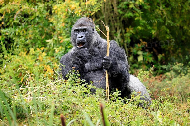 Western gorilla (Gorilla gorilla), adult, male, silverback, sitting on the ground, eating