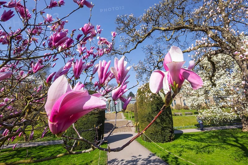 Magnolia blossom in the Moorish Garden at Wilhelma. Magnolias (Magnolia) are in bloom in the Stuttgart Zoological-Botanical Garden. According to Wilhelma, the Moorish Garden is home to the largest magnolia grove north of the Alps. Stuttgart, Baden-Württemberg, Germany