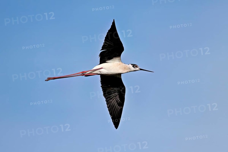 Black-winged Black-winged Stilt (Himantopus himantopus, in flight, Camargue, southern France, France