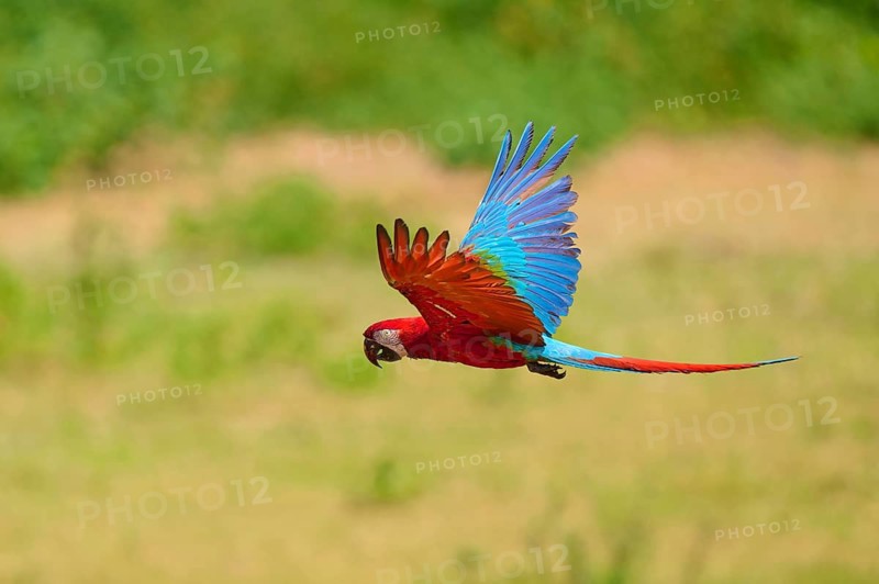 A colourful parrot flies through the air, surrounded by greenery: the green-winged macaw, or dark-red macaw (Ara chloroptera), Pantanal, Mato Grosso, Brazil