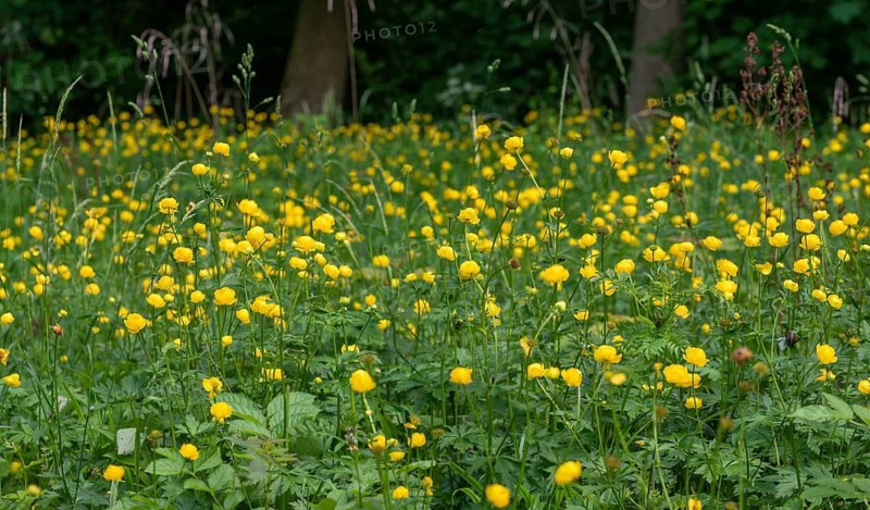 Budabin seed, buttercup, butter ball, butterrose, globe flower, goldhead, buttercup, ball ranunculus, ranunculaceae, trollflower, trollius europaeus, flora, plants, plants