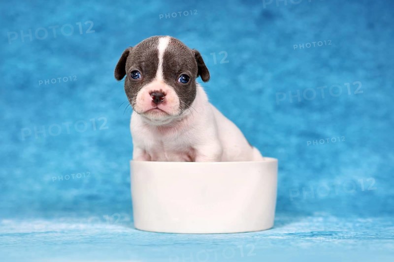 Young black pied French Bulldog puppy with floppy ears sitting in a white dog bowl against blue studio background