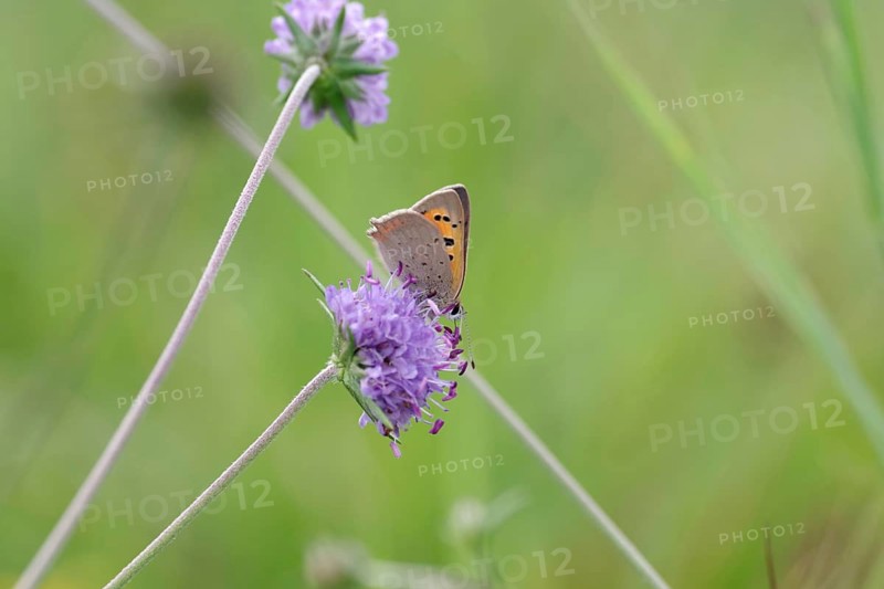 Small copper (Lycaena phlaeas), Devil's-bit scabious (Succisa pratensis), meadow, Germany, the butterfly, with its orange-red wings, is perched on the purple flower