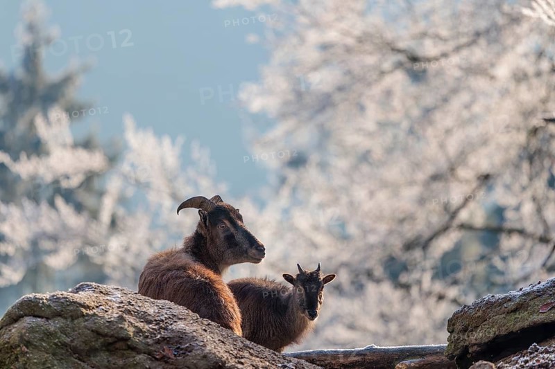 A female Himalayan tahr (Hemitragus jemlahicus) is resting with its young on a cold day on a rock at the edge of a hoar-frosted forest. Himalayan Region from Kashmir to Western Bhutan