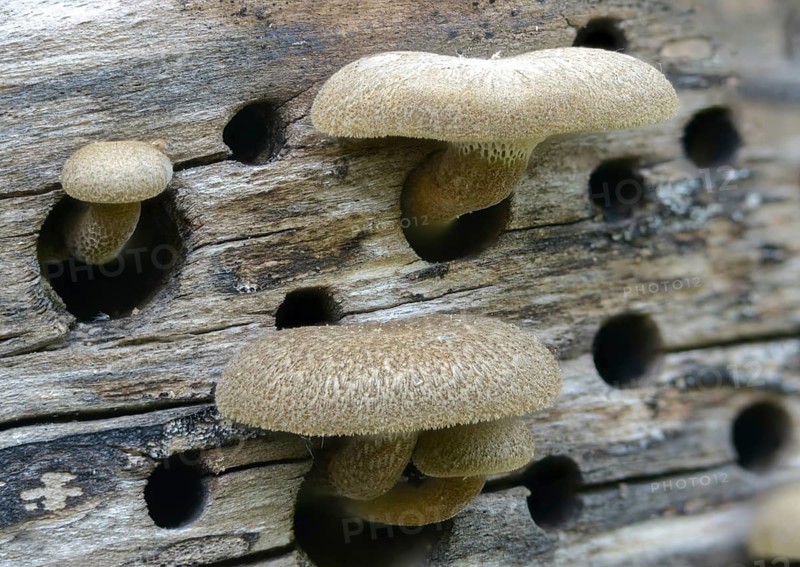 Borstrand stalk porling, Lentinus arcularius, Polyporellus arcularius, Polyporus anisoporus, Polyporus intermedius, Polyporus rhombiporus, wide-holed porling, fungi, insect wood, insect hotel, mushrooms, spring polypore