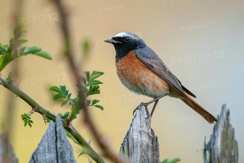 Garden redtail, Phoenicurus phoenicurus, redstart, birds, garden fence, garden birds, garden fence, male, passeri, songbirds, birds