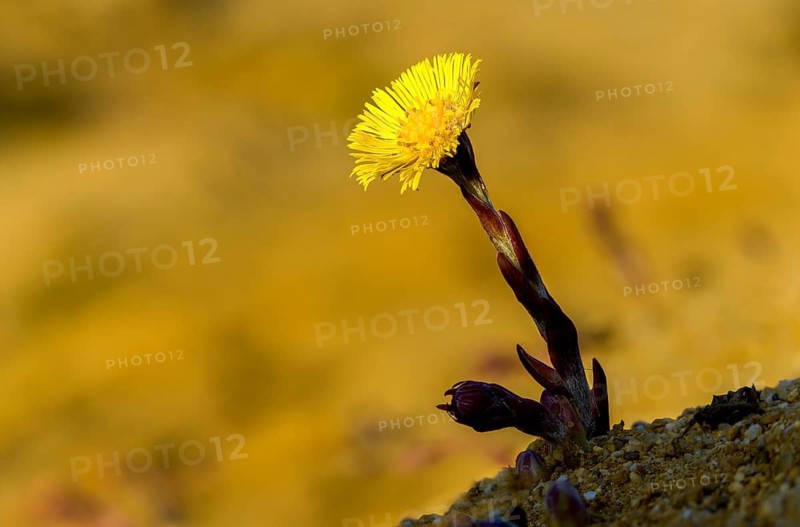 Asteraceae, brandy lettuce, coltsfoot, daisy, marchflower, horsefoot, tussilago farfara, coltsfoot, flora, plants