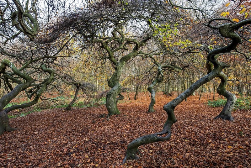 Süntelbuchen (Fagus sylvatica), cripple beeches, Hexenwald, Semper Forest Park, near Lietzow, Rügen, Mecklenburg-Western Pomerania, Germany
