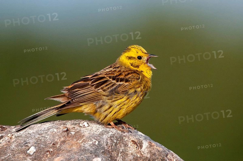 Brandenburg, Emberiza Citrinella, Germany, Yellowhammer, Nabu, national natural heritage, natural paradise Grünhaus, Yellowhammer, post-mining landscape, birds, song, green house, male, passeri, singing, songbirds, birds