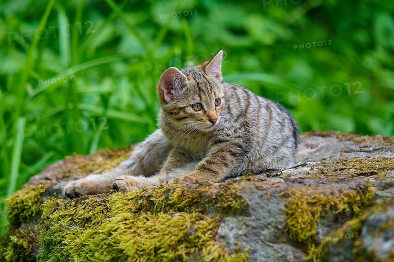 A kitten lies relaxed on a mossy rock in the forest, a young European wildcat (Felis silvestris), Hesse, Germany
