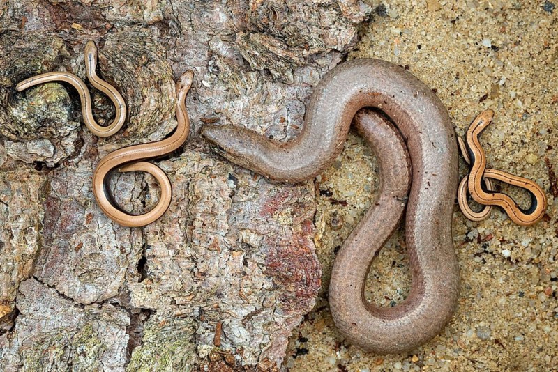 Anguis fragilis, slow worm, western slow worm, adult, blindworm, deaf adder, hazelworm, juvenile, reptiles, lizards, long-cripple, reptilia, reptiles, slowworm
