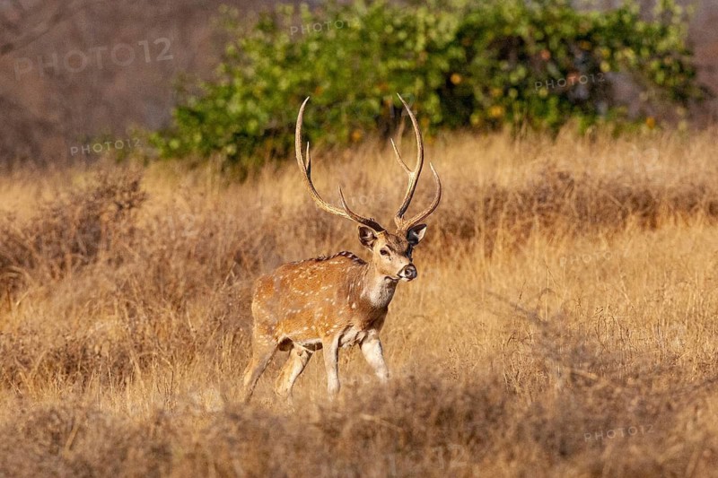 Axis deer (Axis axis) India