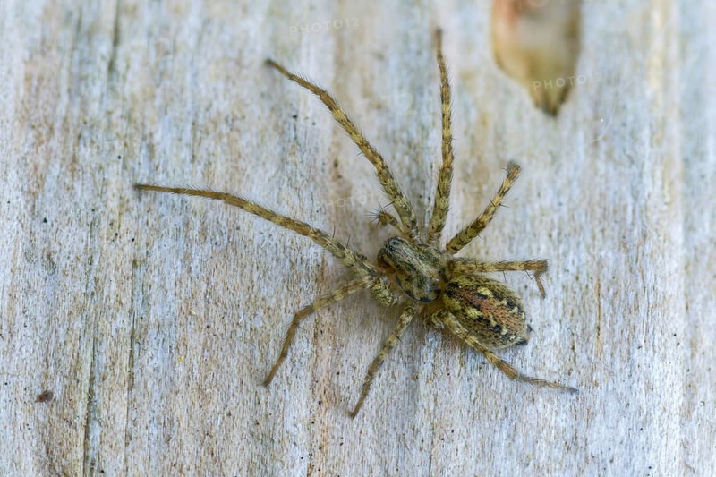 Arachnida, charcoal spider, rusty red angle spider, arachnids, tegenaria ferruginea, angle spider, spiders