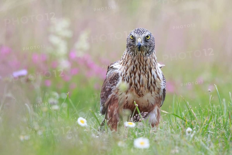 Western Marsh Harrier (Circus aeruginosus) male on grassland, Poland